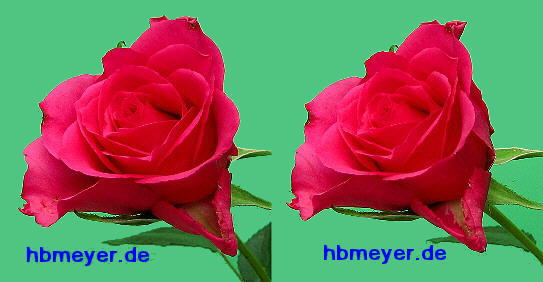 red rose in stereo