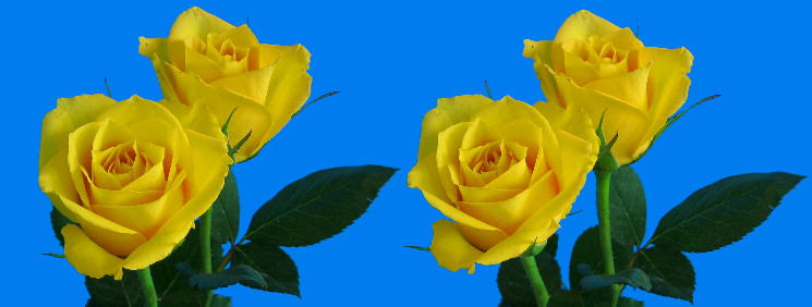 two yellow roses in stereo